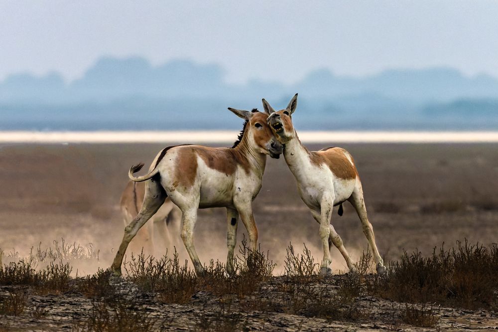 Photograph by Bibhas Deb