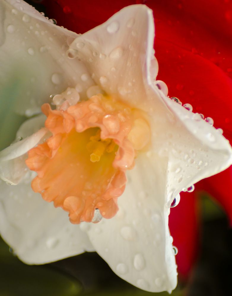 Photograph by Ольга Заповедная