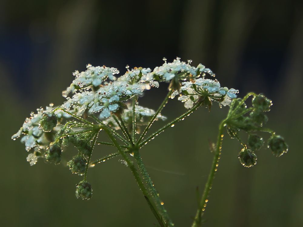 Photograph by Ольга Заповедная