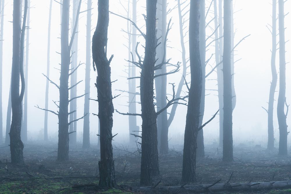 В туманном лесу