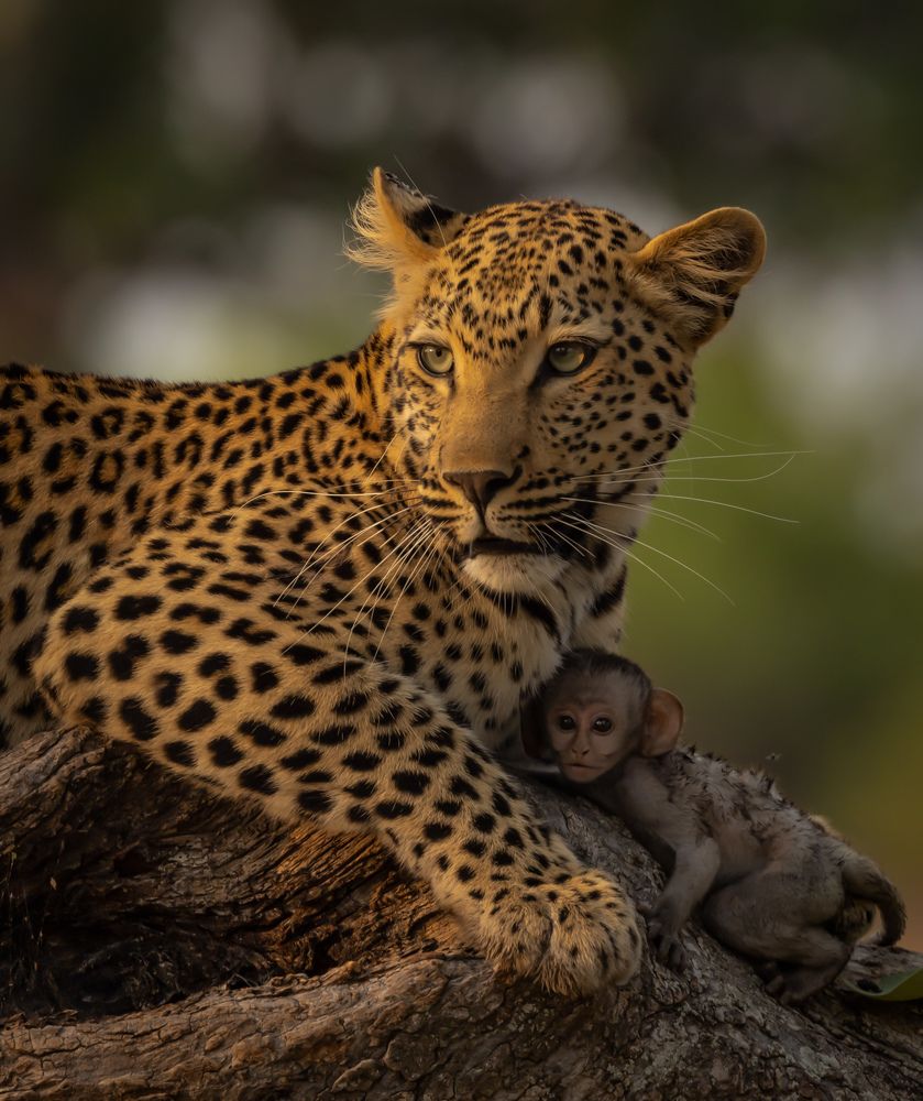 Photograph by Silje Wessel Pettersen