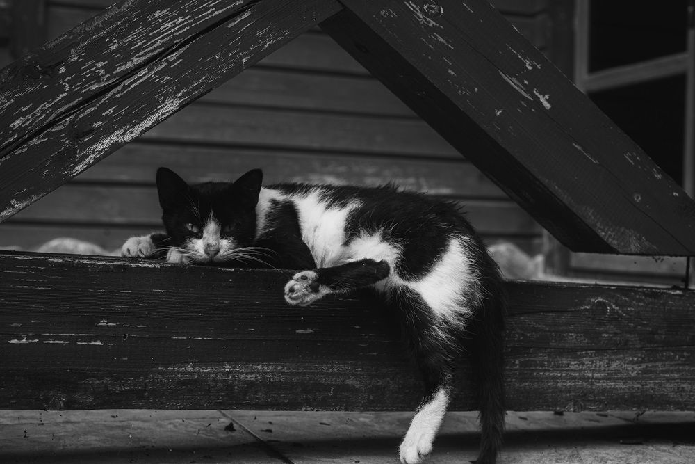 Photograph by Denis Trushtin