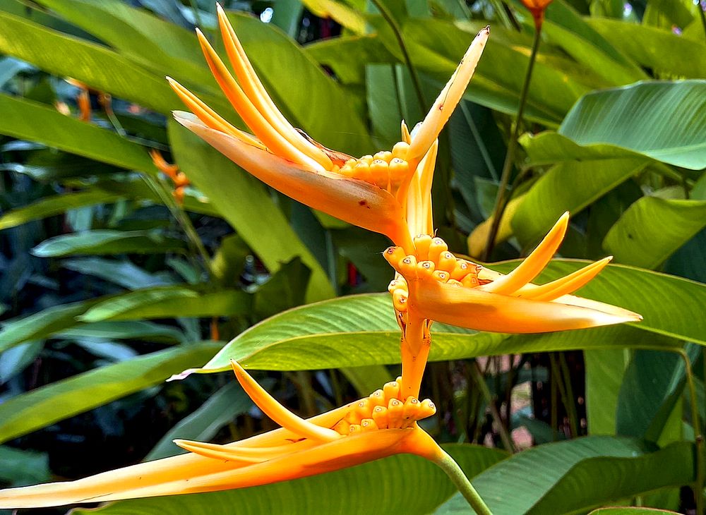 Цветок стерлиции