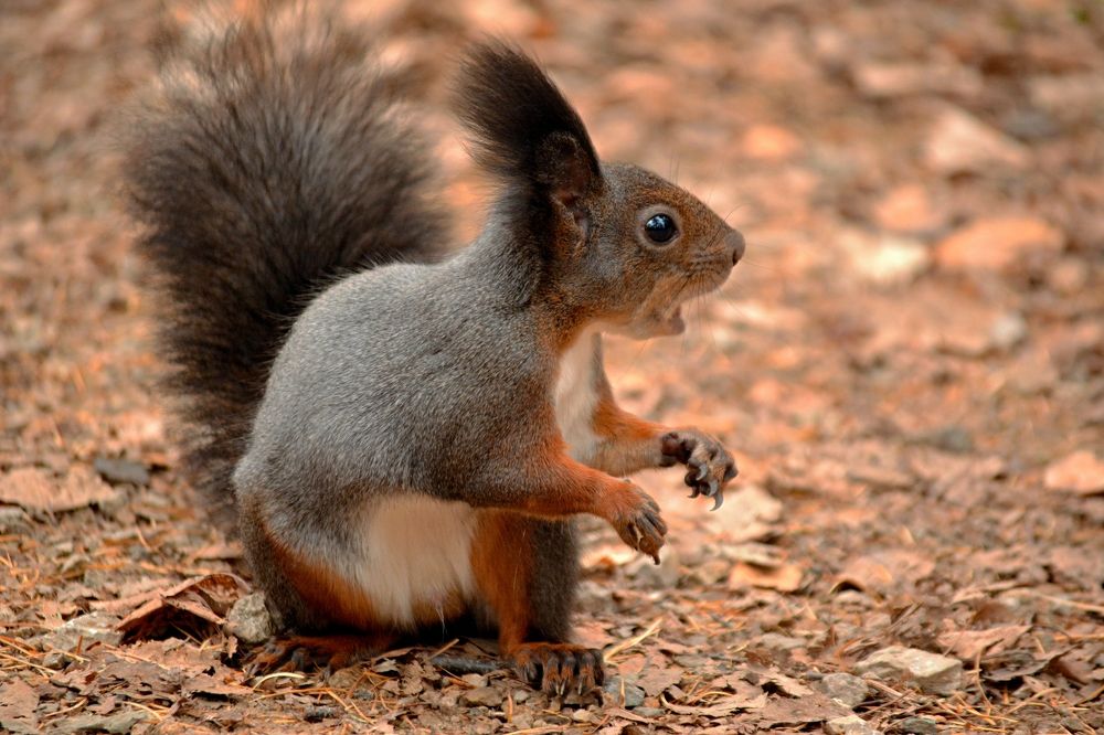 Photograph by roman pushkin