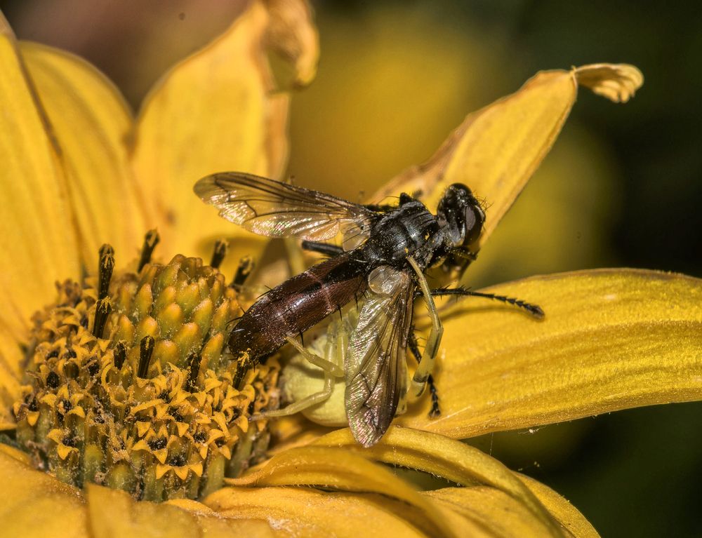 Смерть на цветке