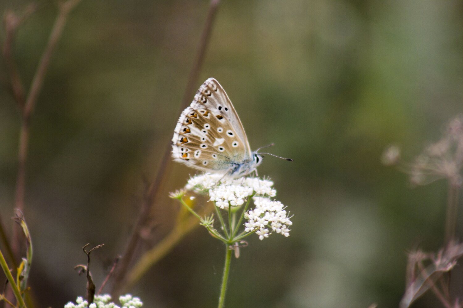 Photo #9780320