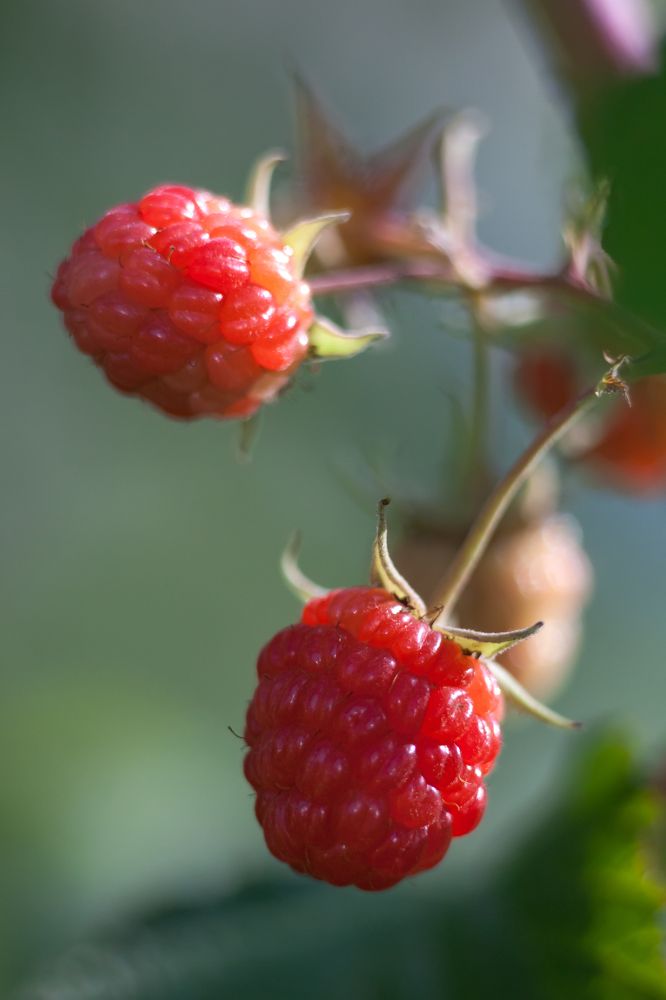 Photograph by Olga Snai