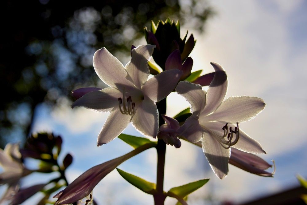 Photograph by Anita Taschek