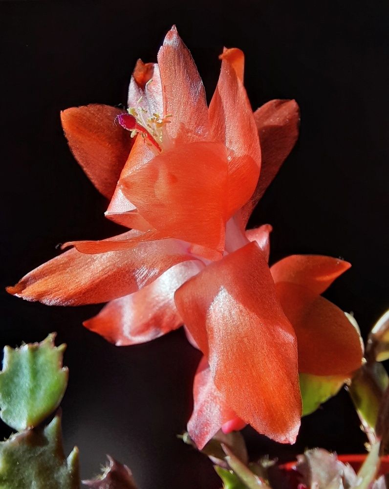 Фотография автора JELENA VASIC