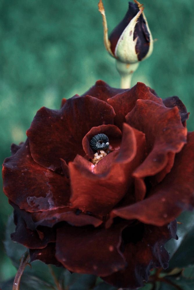 Photograph by Anastasia Kosenkova