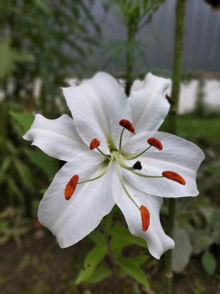 Photograph by Юлия Шалыгина