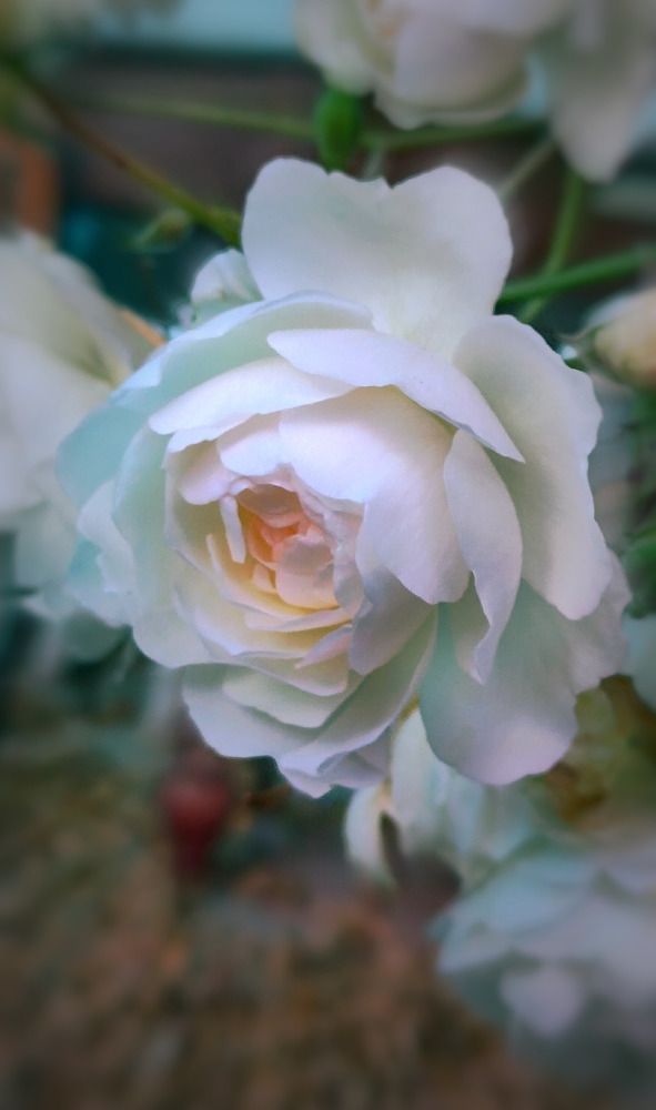 Photograph by Алла Холодова