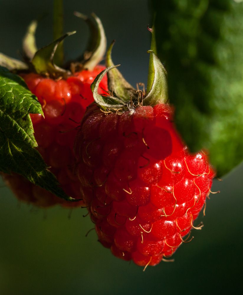 Photograph by Olga Snai