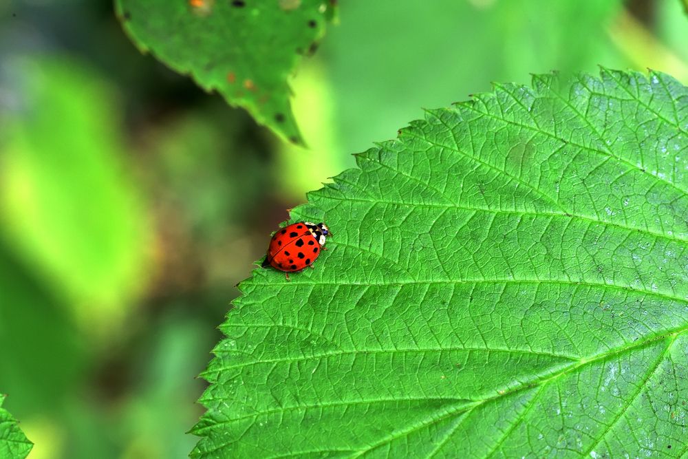 Photograph by Корнейчук Игорь