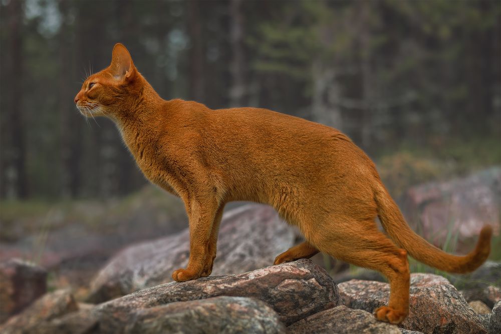 Ирбис на прогулке