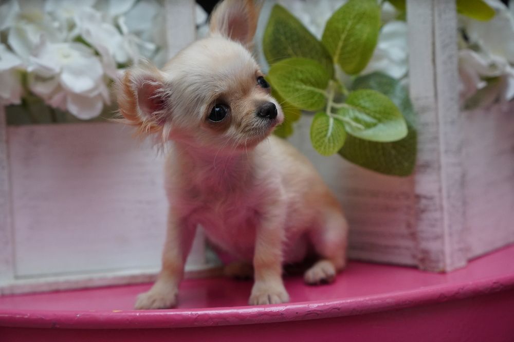 Photograph by Алексей Пожаренко