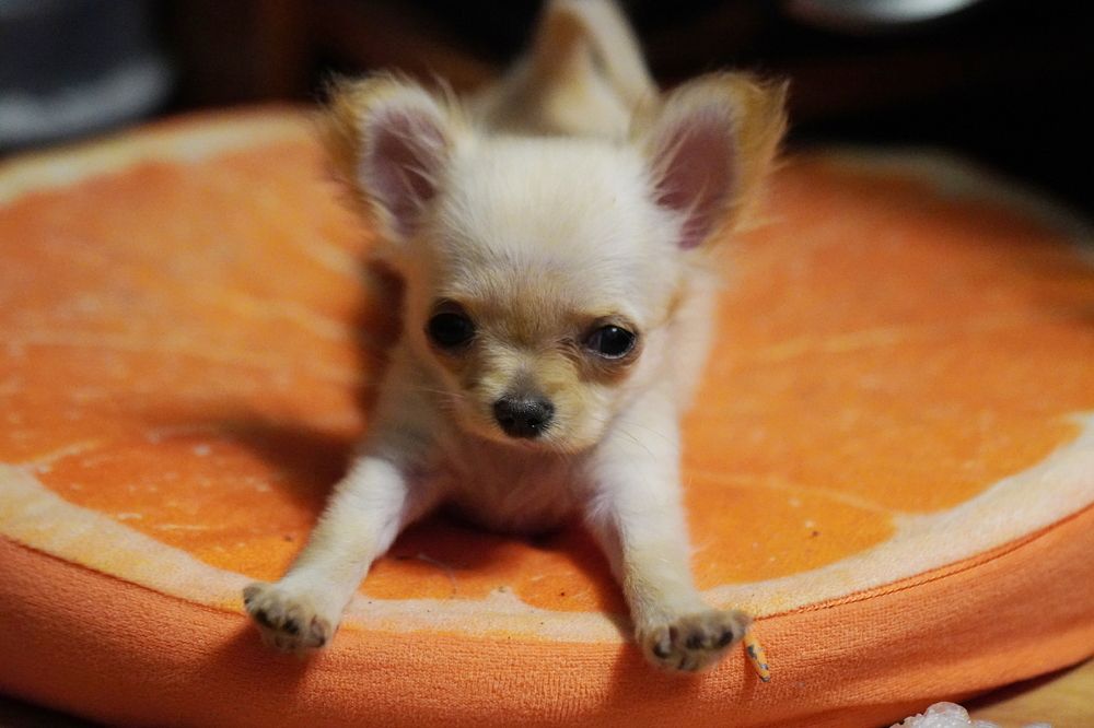 Photograph by Алексей Пожаренко