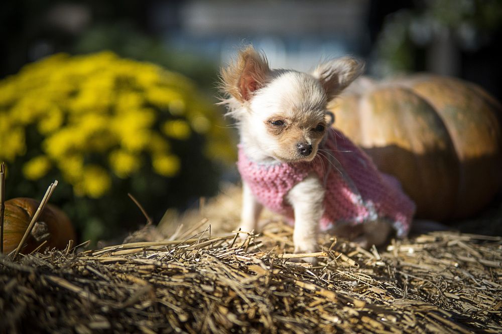 Photograph by Алексей Пожаренко