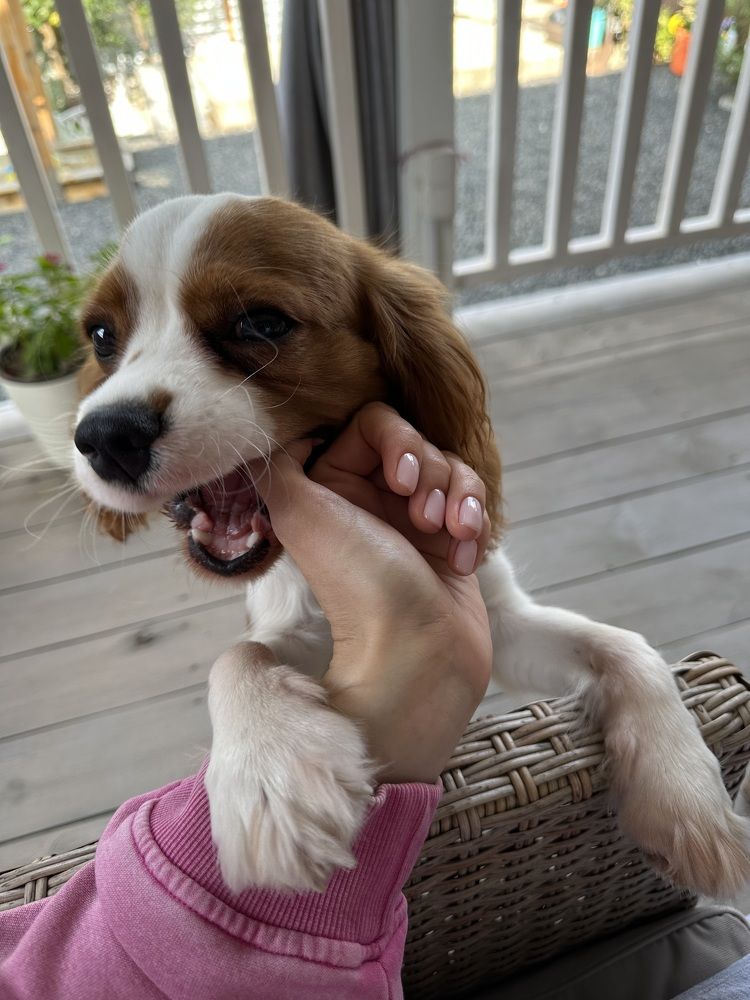 Photograph by Кира Новикова