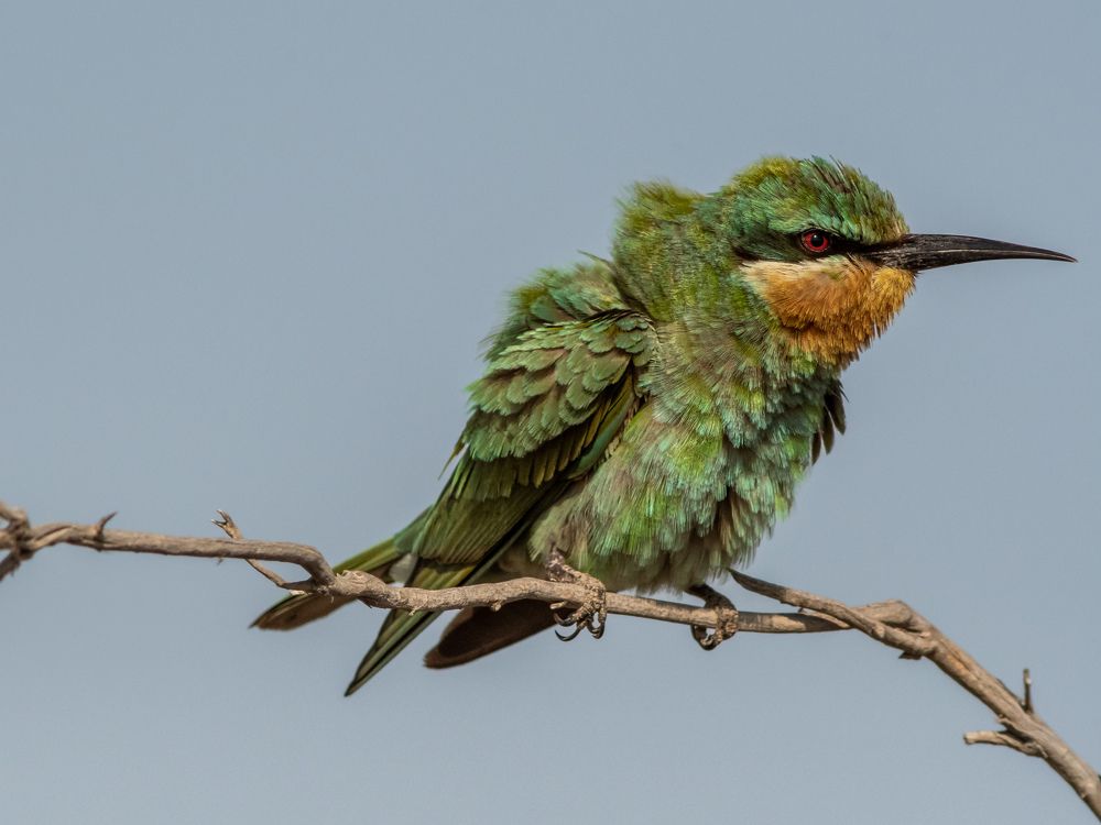 Photograph by Hervie Imus