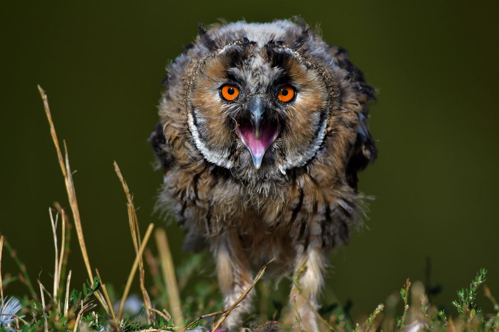 Photograph by nimalan subramaniam