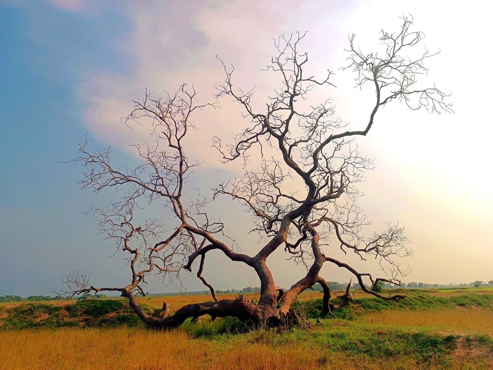 Photograph by Rajini Kanth