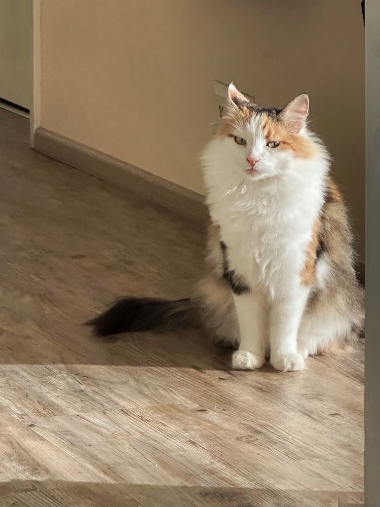 Фотография автора Anna Tikka