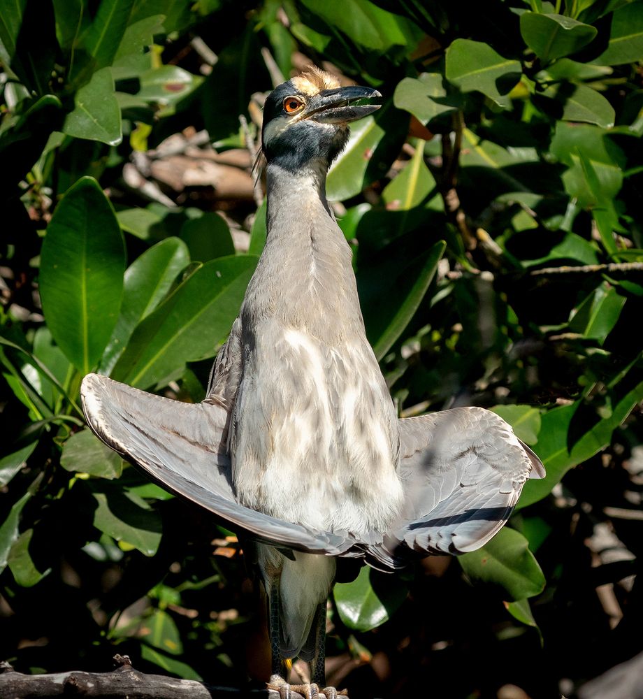 The Heron who looked like a Hat