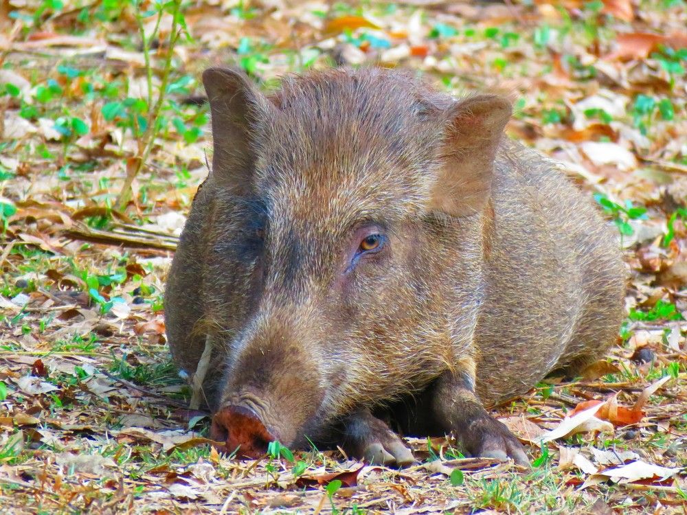Bored looking wild boar