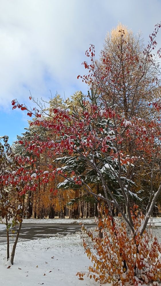 Первый снег