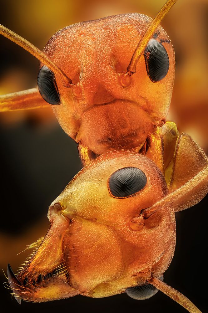 This action is taken to protect the ant colony.