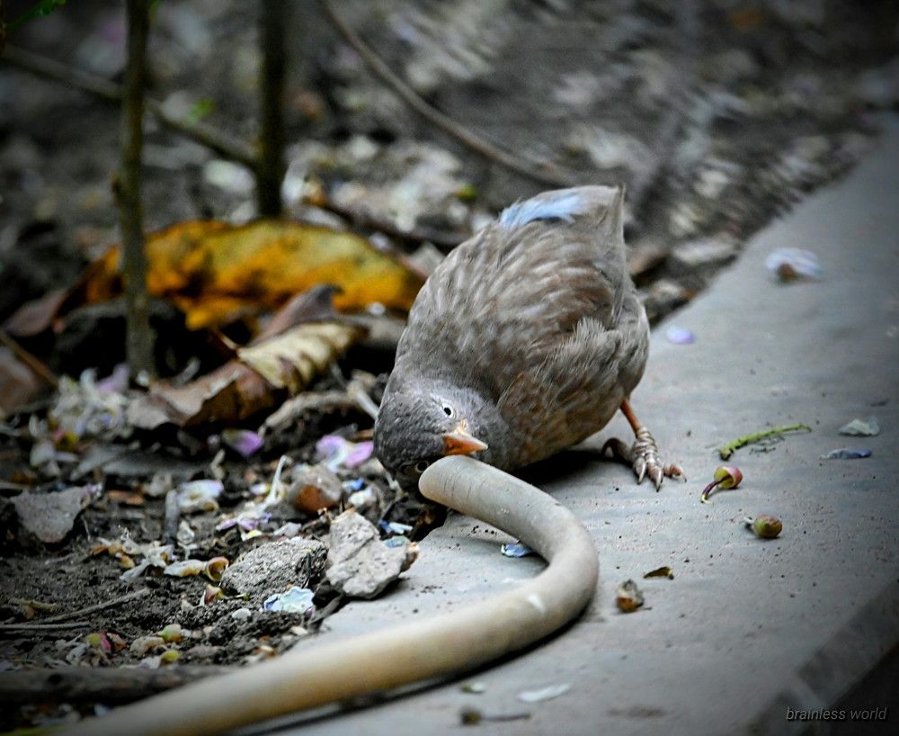 Photograph by Nirup Datta