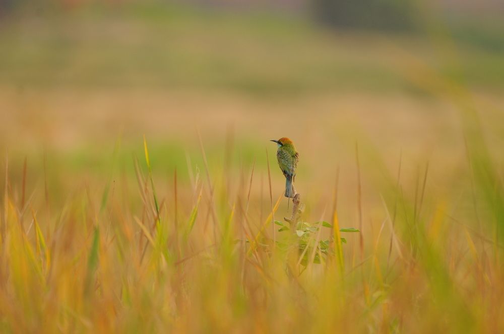 Photograph by George S George