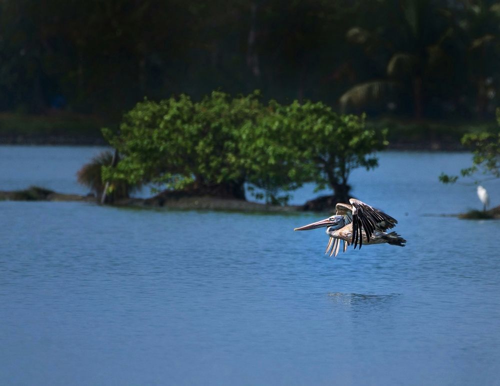 Photograph by George S George