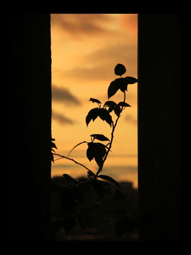 Photograph by Янтарная Елена