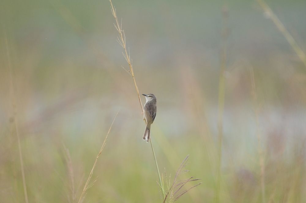 Photograph by George S George