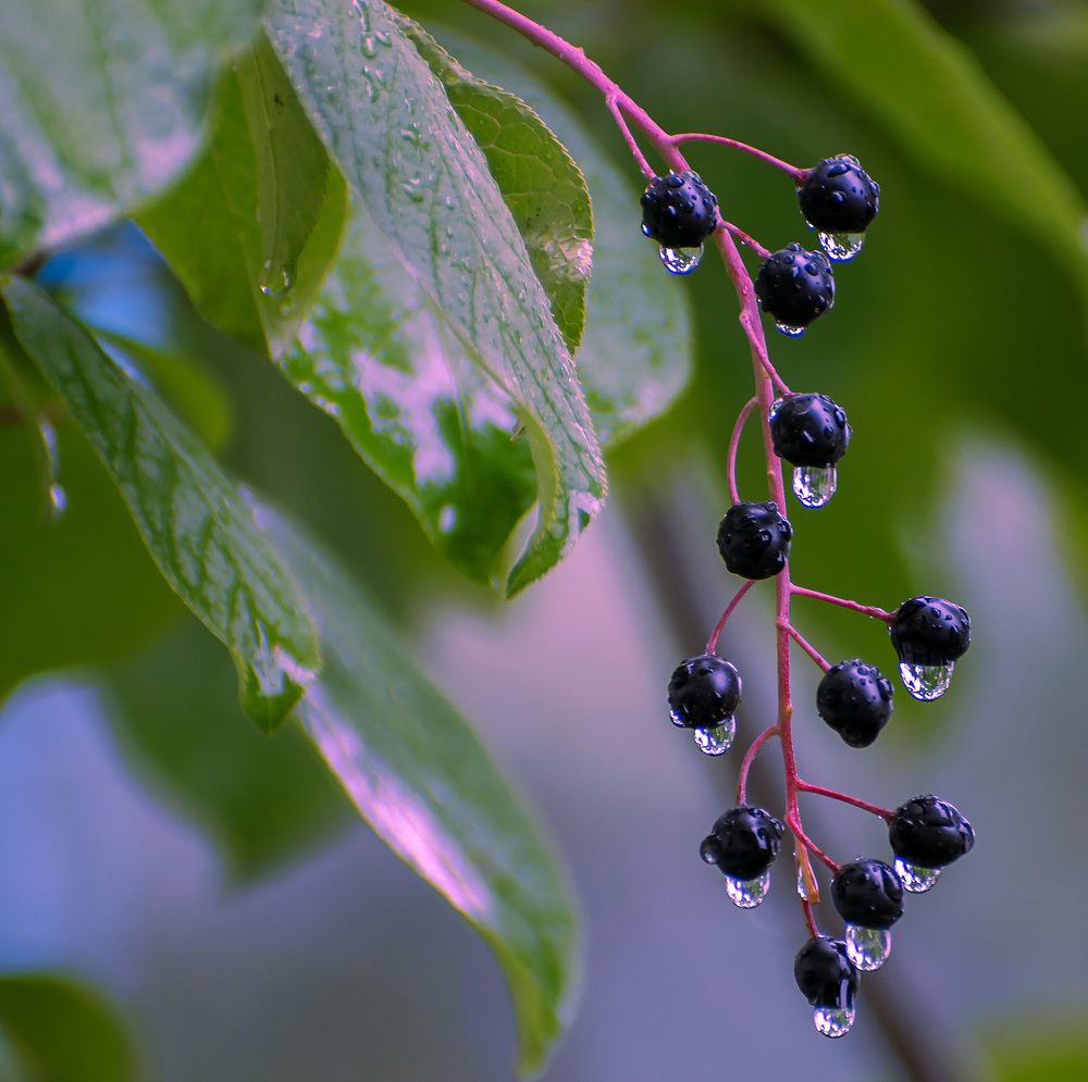 Капли дождя на черемухе