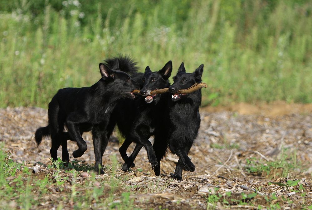 Фотография автора Надежда Лисицына