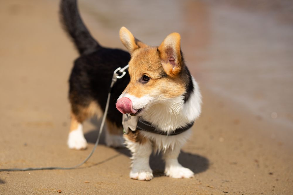 Фотография автора Анастасия Рахвалова