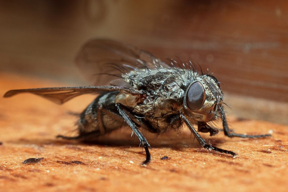 Фотография автора Вячеслав Голубцов