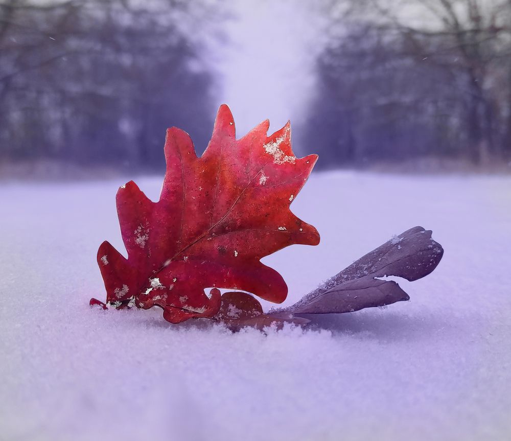 Photograph by Анастасия