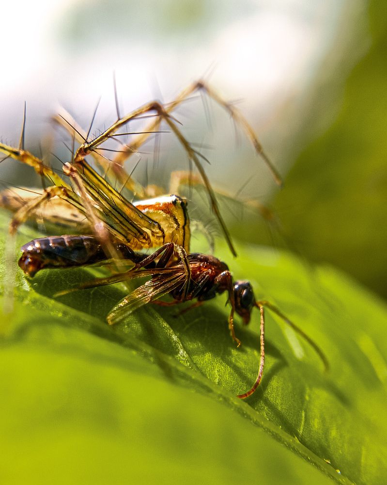 Macro Photography