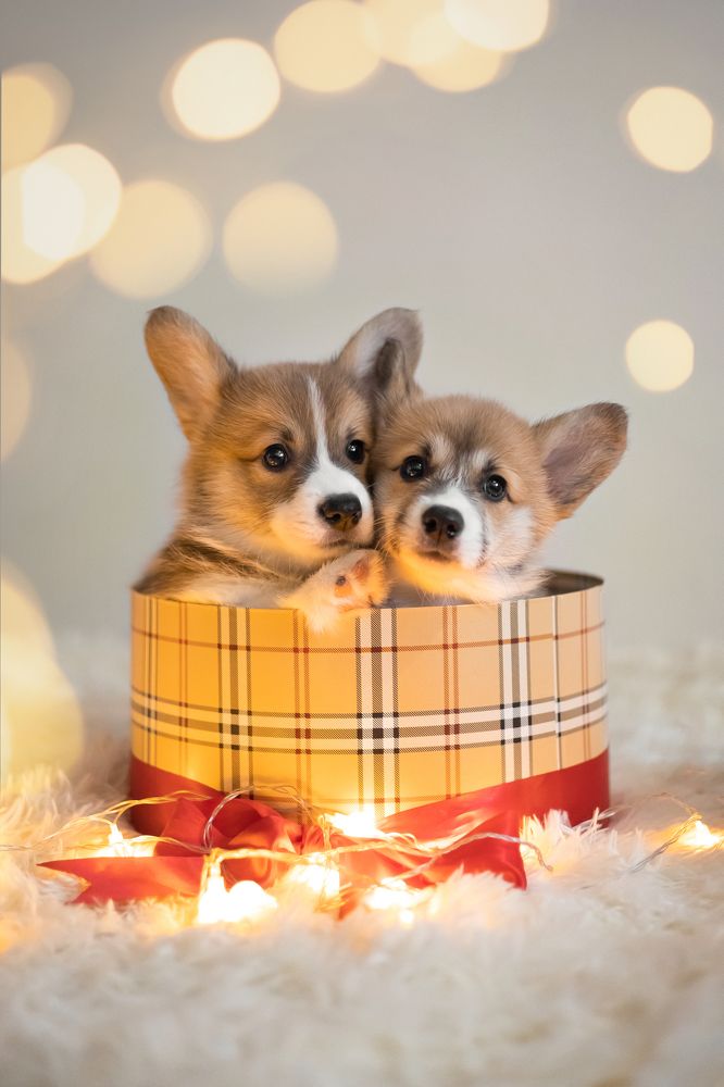 Фотография автора Татьяна Радусь