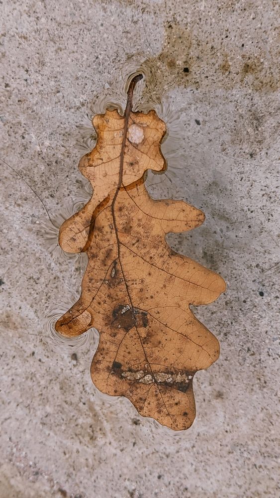 Фотография автора Васильева Ирина