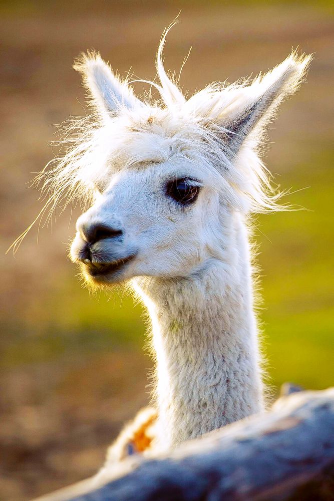 Photograph by Татьяна Харитонова