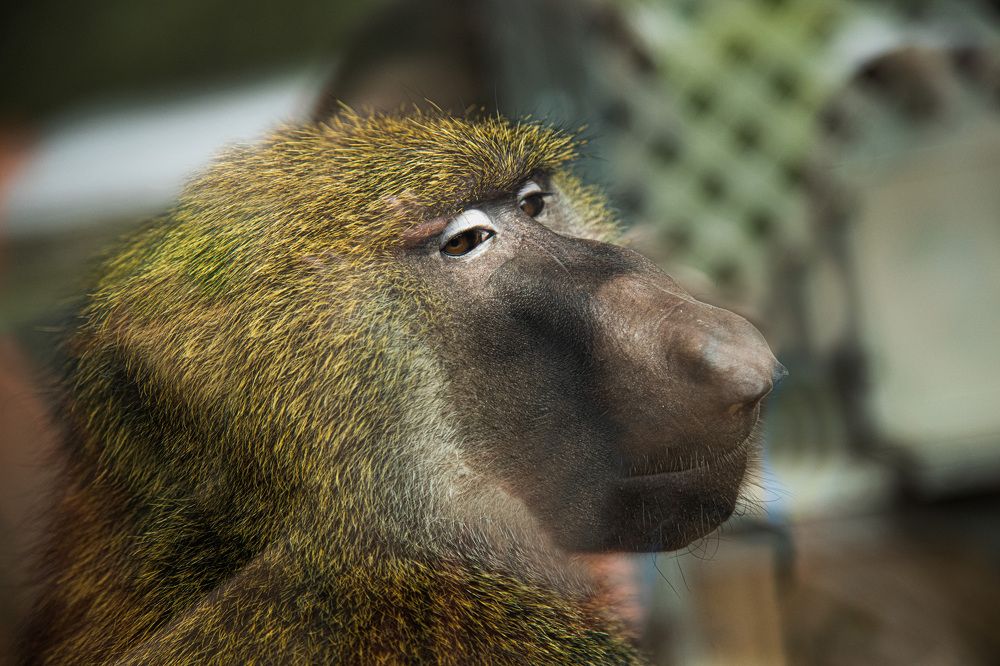 Photograph by Ирина Бескровная