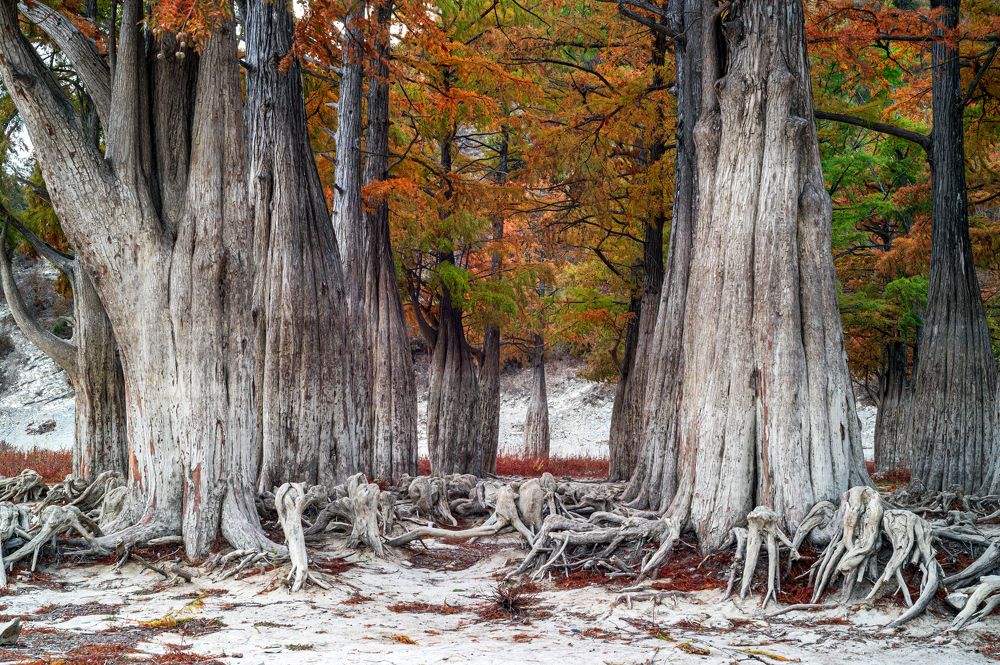 Болотные кипарисы озера Сукко