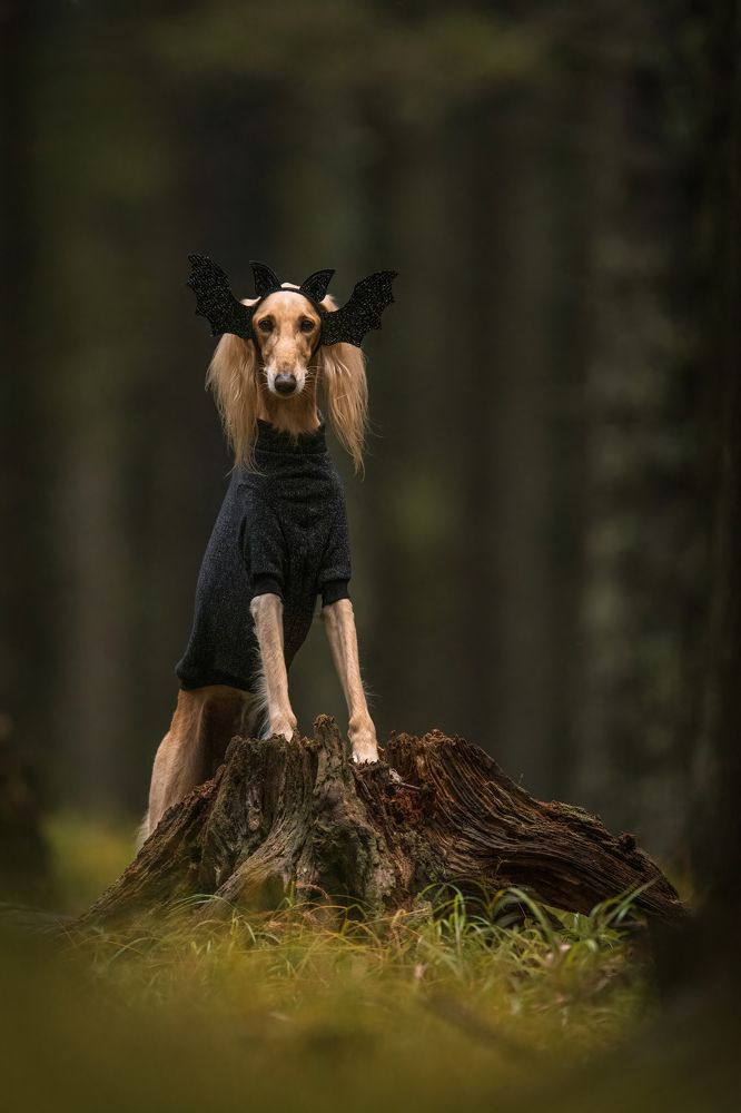 Фотография автора Rok Štirn