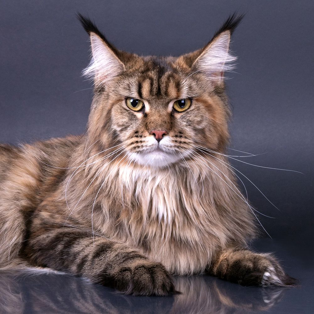 Портрет Freya