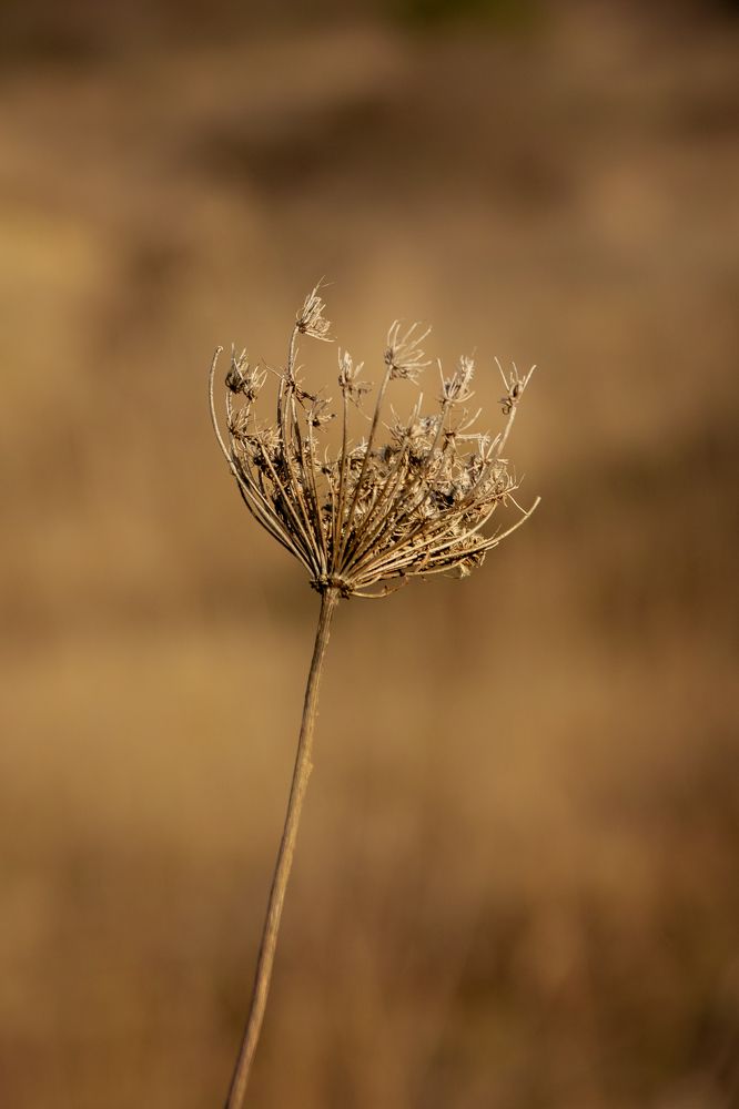Photograph by Uliya Krakos